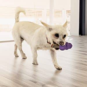 Alternative view of KONG Senior Medium