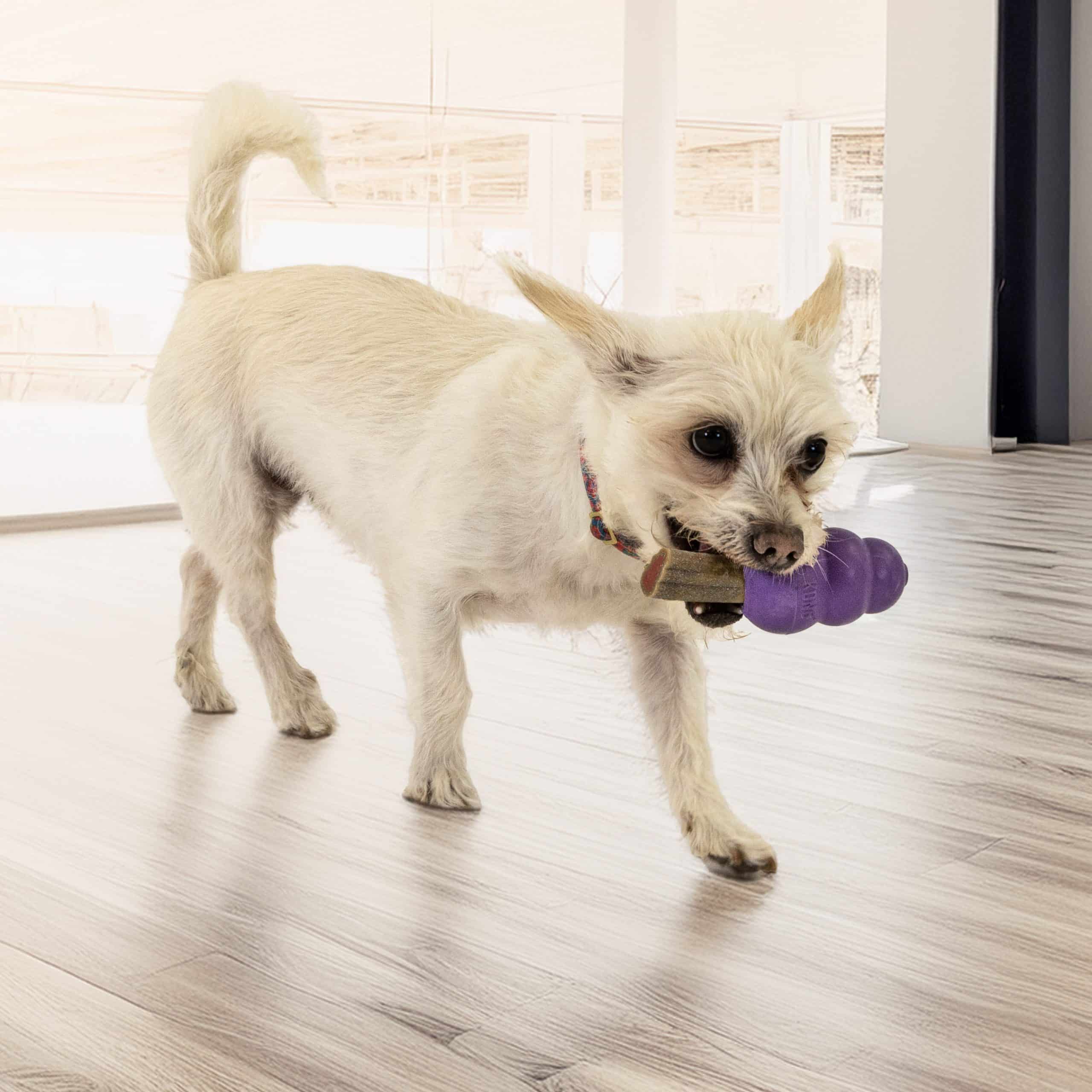 KONG Senior Medium - Image 2