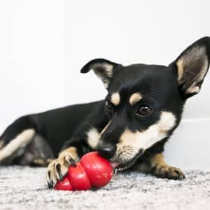 Alternative view of KONG Classic X-Small