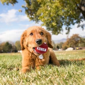 KONG Signature Balls 3pk Large