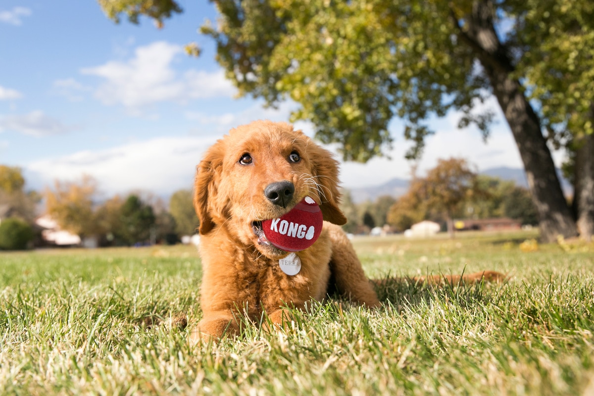 KONG Signature Balls 3pk Large