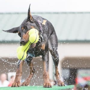 Alternative view of KONG AirDog Bone