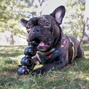 KONG Extreme Goodie Ribbon