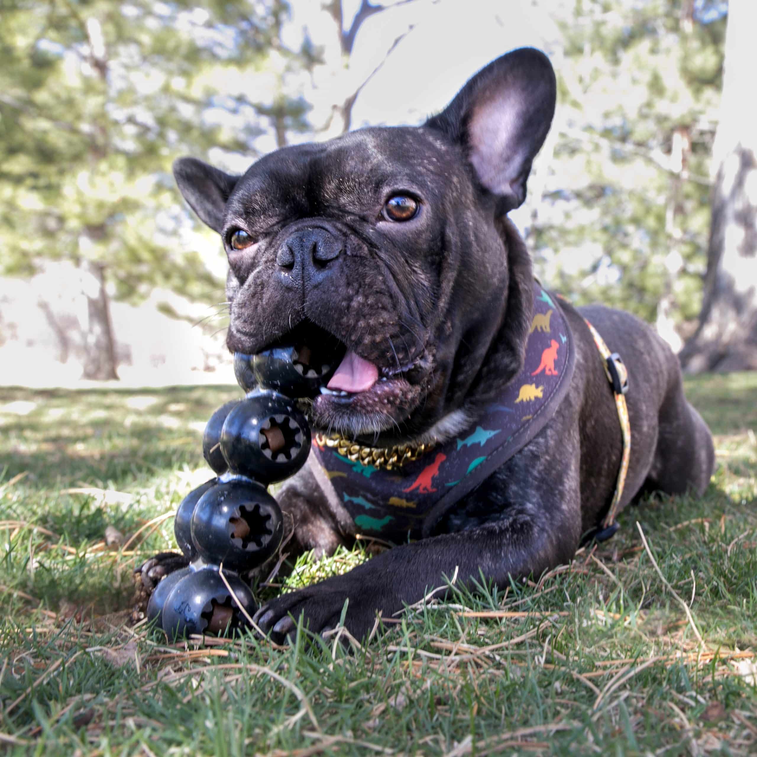 KONG Extreme Goodie Ribbon