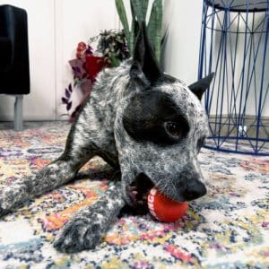 KONG Signature Balls 4pk Medium