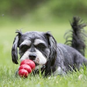 Alternative view of KONG Classic Small