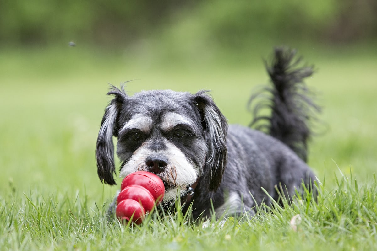 KONG Classic Small - Image 2