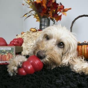 Alternative view of KONG Classic Medium