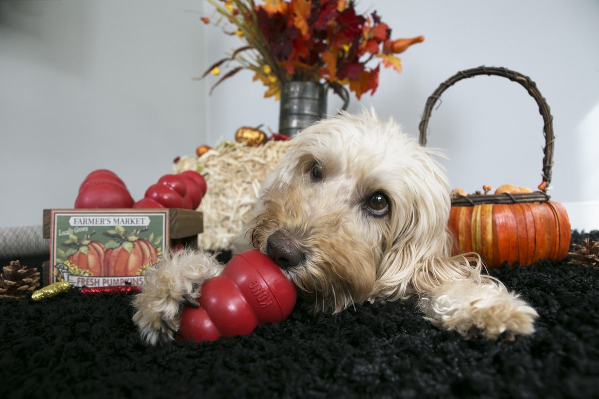 KONG Classic Medium - Image 2