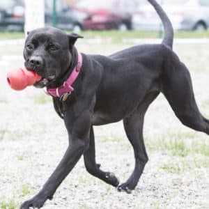 Alternative view of KONG Classic X-Large