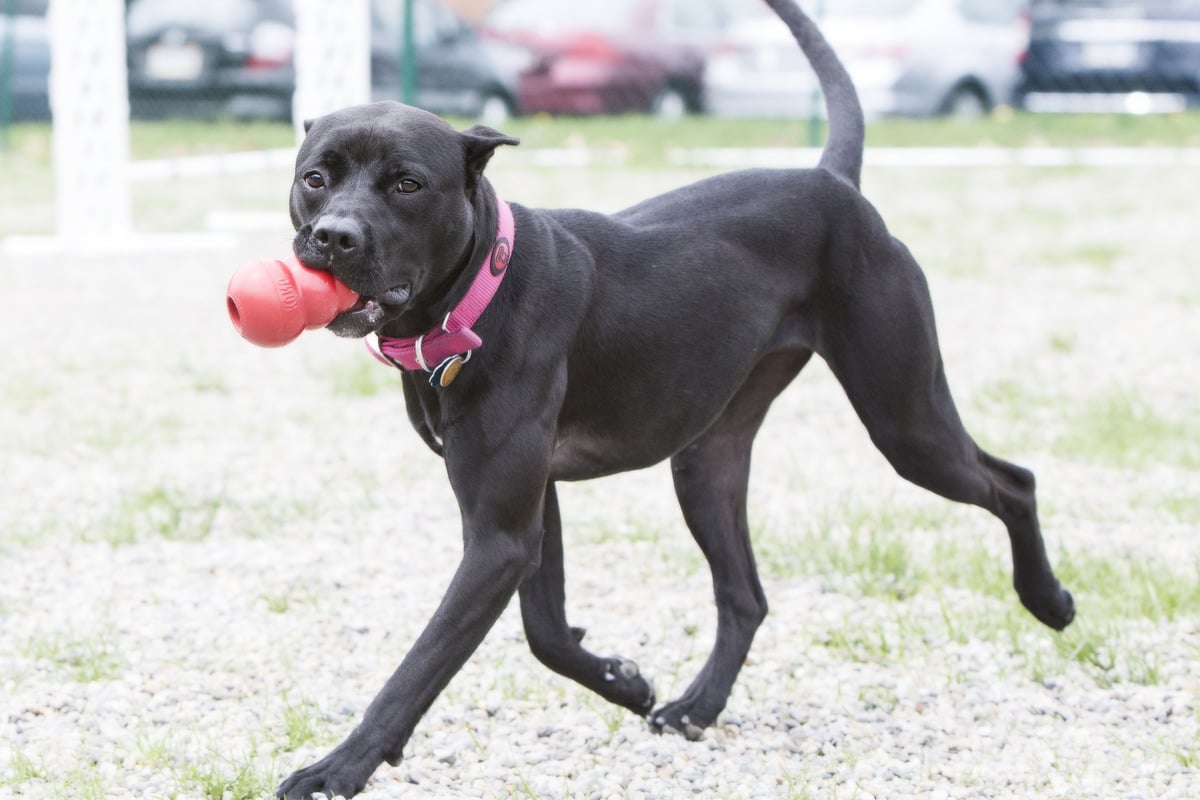 KONG Classic X-Large - Image 2