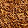 Dried Mealworms 850g tub