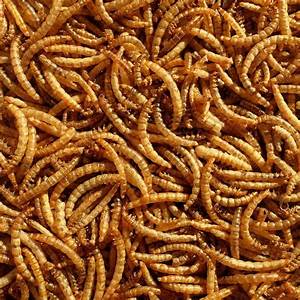 Dried Mealworms 850g tub