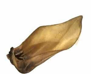 Buffalo Ear x 2