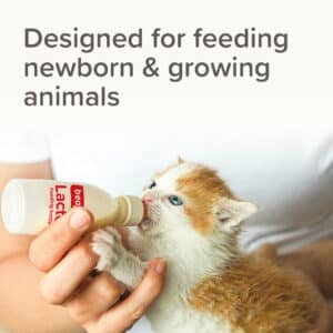 Beaphar Lactol Feeding Set - Image 3